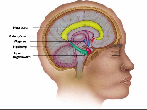 Schemat układu limbicznego